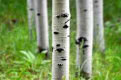 Aspen Birch Trees in Summer